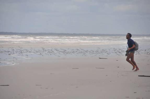 Correndo com pássaros na Praia da Princesa, na região de Algodoal - PA